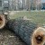 В этом году в Томске будет снесено более 600 аварийных деревьев