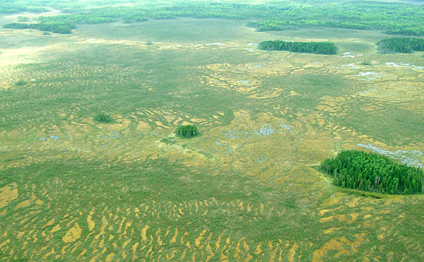 Большое Васюганское болото – это редко встречающееся природное образование, один из крупнейших болотных массивов мира