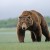 В Кедровом за медведями наблюдали с балконов
