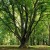 5 февраля стартует региональный этап конкурса «Деревья – живые памятники природы»