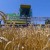 Уборка зерновых в Томской области завершена на половине посевных площадей