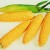 Роспотребнадзор временно запретил трансгенную кукурузу