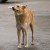 Администрация Томска усилила контроль за соблюдением правил выгуливания собак