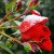 Плетущиеся розы перед укрытием на зиму следует подрезать – удалить все сухие побеги, затем пригнуть к земле и накрыть лапником