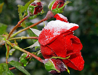 Плетущиеся розы перед укрытием на зиму следует подрезать – удалить все сухие побеги, затем пригнуть к земле и накрыть лапником