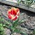 Десять вопросов и ответов о выращивании тюльпанов