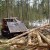 Областной закон «Об организации деятельности пунктов приема и отгрузки древесины» призван вывести лесную отрасль из тени