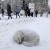 Проблему бездомных собак в Томске и области можно решить за 20 миллионов
