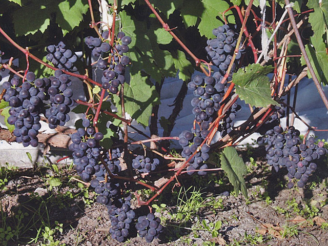 Как вырастить виноград в томске thumbnail