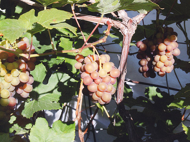 Как вырастить виноград в томске