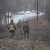Полицейские прочесали пригородный лес в поисках пропавшего студента