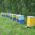Пчёлы терроризируют жителей Томского района
