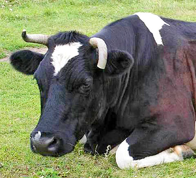корова-мини