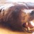 Прокуратурой выявлен факт размещения одним из сельских жителей в Интернете своих фотографий на убитых бурых медведей