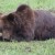 В Кедровом медведь-гурман приходит на дачи за сгущенкой и конфетами