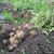 Томская область создаст центр селекции и оригинального семеноводства для картофелеводов
