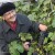 Из шести сортов винограда у томички Валентины Удут вызрел только один