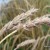 Почвенно-климатические условия Томской области позволяют увеличить урожайность зерновых