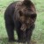 Медведь из Кедрового: ушел в тайгу, но обещал вернуться