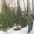 Томичи смогут купить новогодние елки рядом с домом