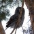 В ТГУ выхаживают краснокнижную сову, найденную в городе