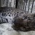 Томский мини-зоопарк выхаживает брошенного циркового леопарда