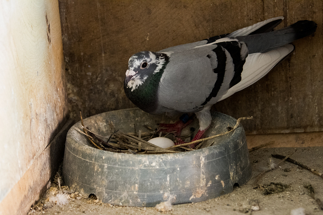 Родительские обязанности голубь и голубка делят поровну: сидят на яйцах по очереди