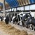 В селе Десятово Кожевниковского района наложен арест на стадо крупного рогатого скота в счет погашения долга по кредиту