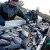 Местные производители порадуют томичей рыбными деликатесами