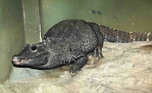 мадагаскарский крокодил