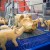 После обновления свинокомплекс «Томский» увеличит производство свинины на треть