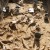 Ученые ТГУ сняли фильм о раскопках на крупнейшем «кладбище» мамонтов