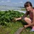 Сладкая ягода дала старт в бизнес фермерам из Межениновки