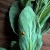 Мы обнаружили кладку колорадского жука на сорняке. Что бы это значило?
