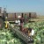 На полях Томского района работает первый в регионе транспортер-погрузчик капусты