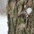 Обработка кедровников от шелкопряда в Томской области начнется в апреле