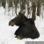 С начала года в Томской области выявлено 15 случаев незаконной охоты на лося и косулю