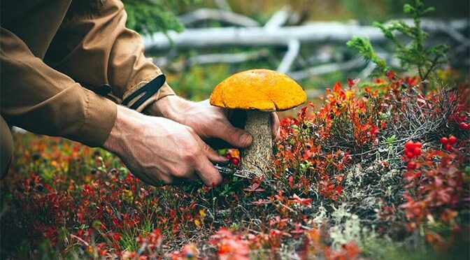 Тихая охота: в 2023 году в России будет собрано 800 тыс. тонн грибов