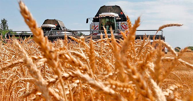 Сельское хозяйство – в ДНК: 85% россиян хоть раз убирали урожай