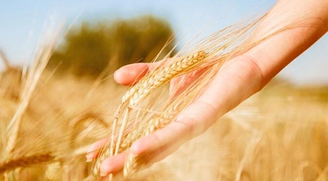 РСХБ: продукция АПК – мощный рычаг для улучшения благосостояния здоровья человека