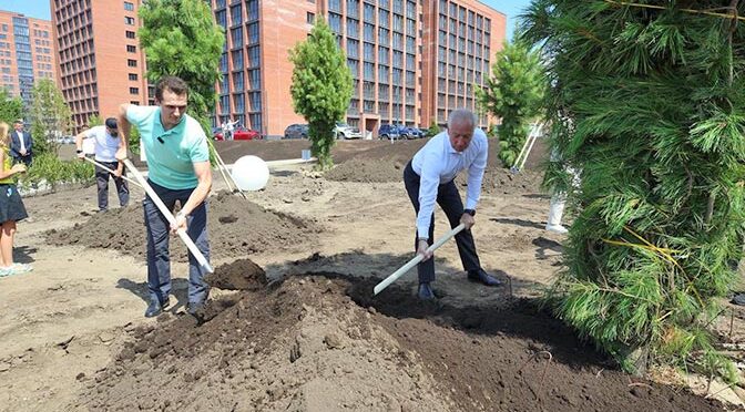 Кедровая аллея в «Левобережном»