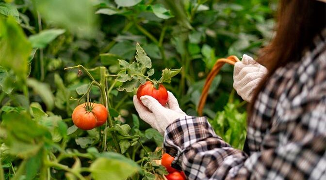 Площадь земель ЛПХ россиян увеличилась на 32%
